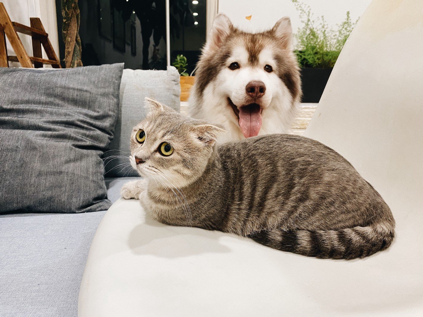cat.jpeg